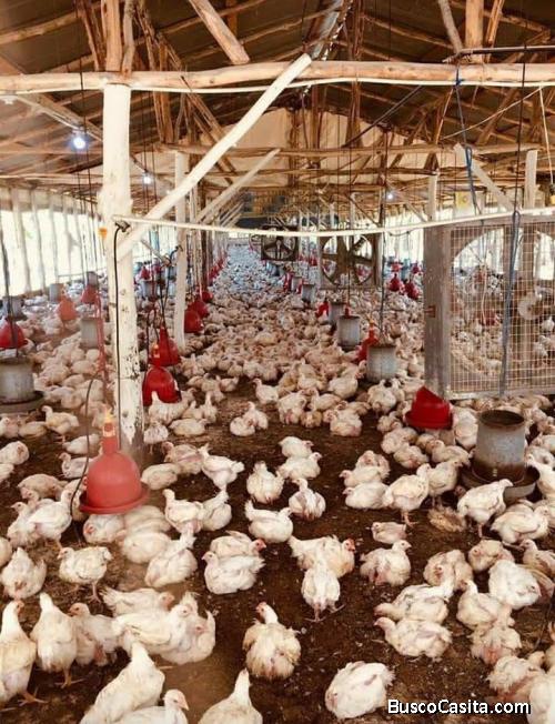 Excelente GRANJA DE POLLOS (2 Naves) totalmente equipadas en la entrada del 25 de  Monte Plata