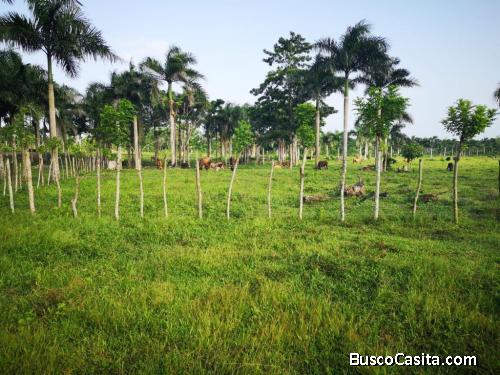 FINCA DE 1,600 TAREAS DE VENTA EN SAN PEDRO DE MACORÍS