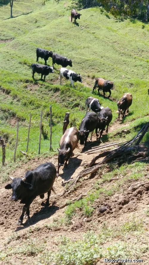 FINCA DE 310 TAREAS DE VENTA EN PUERTO PLATA