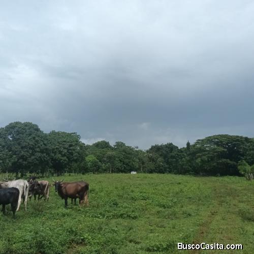 FINCA DE 1,350 TAREAS DE VENTA EN MONTE PLATA