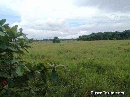 FINCA DE 1,500 TAREAS DE VENTA EN MONTE PLATA
