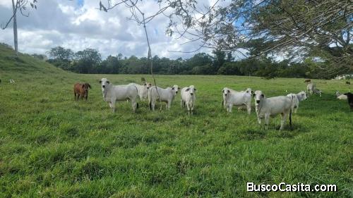 FINCA DE 1,000 TAREAS DE VENTA EN MARIA TRINIDAD SANCHEZ