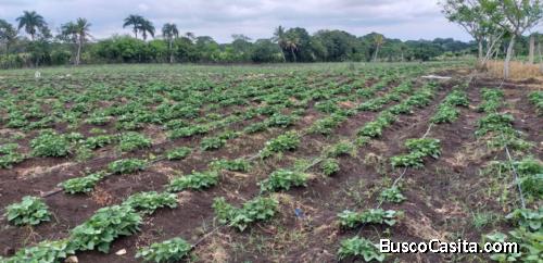 Finca en Venta en EL TALADO