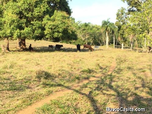 VENDO FINCA DE 253 TAREAS EN EL 35 DE YAMASA, REBAJADA Y CON OFERTA