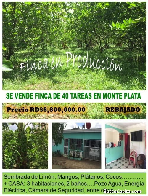 SE VENDE FINCA DE 40 TAREAS: SEMBRADA + CASA EN MONTE PLATA, CON PRECIO REBAJADO