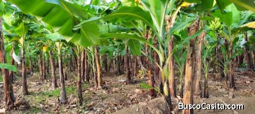 Finca En Venta En Santiago