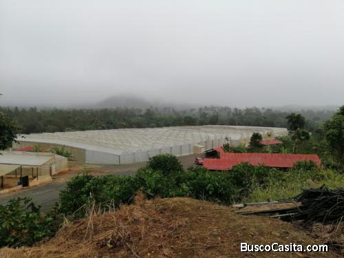 Finca De Produccion En La Leonor Santiago Rodriguez