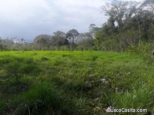 FINCA DE 46 TAREAS DE VENTA EN BONAO