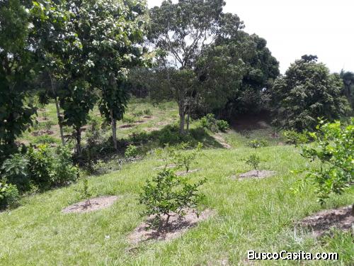 FINCA DE 350 TAREAS DE VENTA EN BONAO
