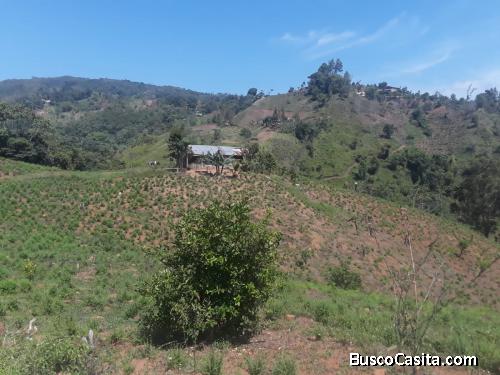 FINCA DE 150 TAREAS DE VENTA EN BONAO