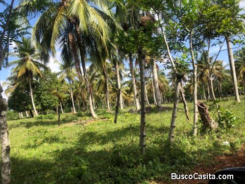 Vendo Finca Ganadera de 1,352 tareas e Rincón Naranjo de Bayaguana