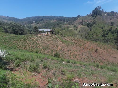 FINCA DE 150 TAREAS DE VENTA EN BONAO