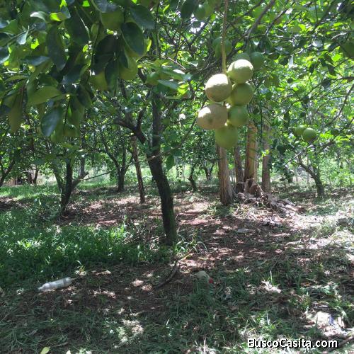 FINCA DE 40 TAREAS SEMBRADA DE  LIMONES + CASA  en  MONTE PLATA, CON PRECIO REBAJADO Y DE OPORTNIDAD