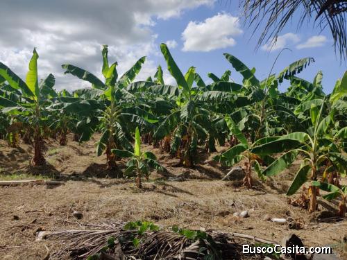 FINCA DE 90 TAREAS DE VENTA EN BONAO