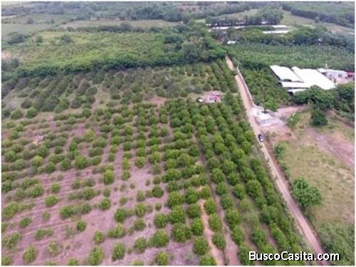 Finca de  57 tareas,  con 1,800 matas de Limones en Producción, Los Guayuyos,  Monte Plata