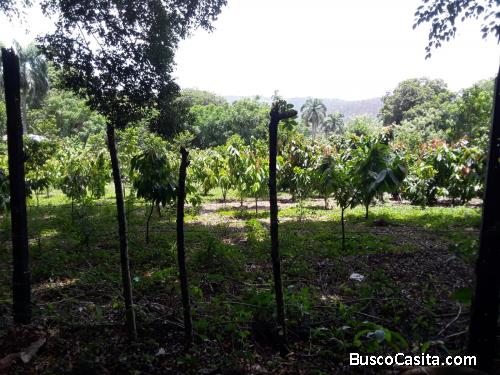 FINCA DE 340 TAREAS DE VENTAS EN BONAO