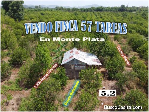 Finca de  57 tareas,  con 1,800 matas de Limones en Producción, Los Guayuyos,  Monte Plata