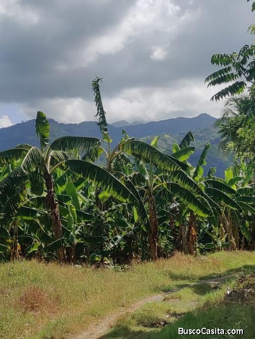 FINCA DE 90 TAREAS DE VENTA EN BONAO