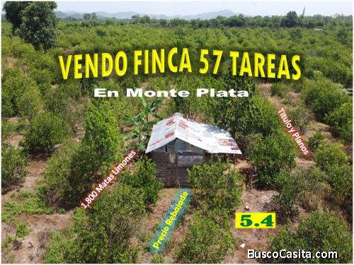 Finca de  57 tareas,  con 1,800 matas de Limones en Producción, Los Guayuyos,  Monte Plata