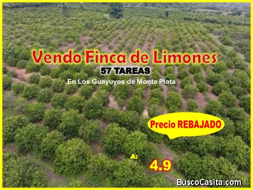 Vendo Finca de Limones en Producción, 57 TAREAS en Monte Plata, con precio REBAJADO