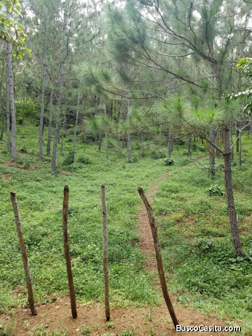 terreno hermoso sembrado de pinos 
