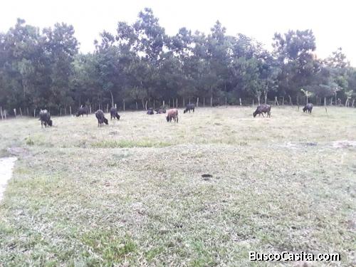 FINCA DE 51 TAREAS DE VENTA EN BONAO