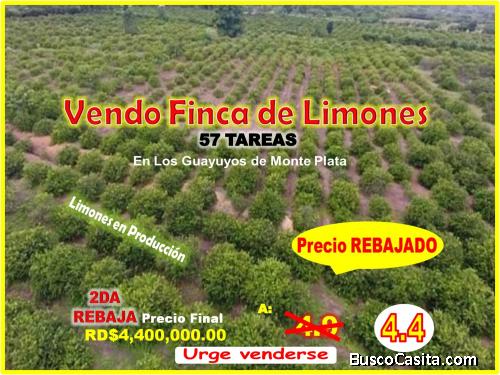 Vendo Finca de Limones en Producción, 57 TAREAS en Monte Plata, URGE VENDER, PRECIO REBAJADO