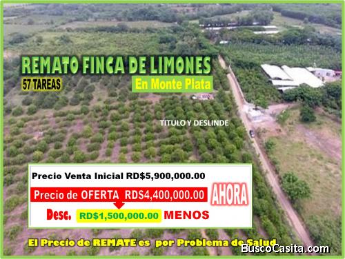 REMATO  Finca de Limones en Producción de 57 TAREAS en Monte Plata, URGE VENDER, PRECIO BIEN REBAJAD