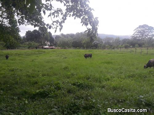 FINCA DE 14 TAREAS DE VENTA EN BONAO