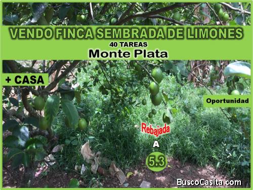 FINCA DE 40 TAREAS SEMBRADA DE  LIMONES + CASA  en  MONTE PLATA, CON PRECIO REBAJADO