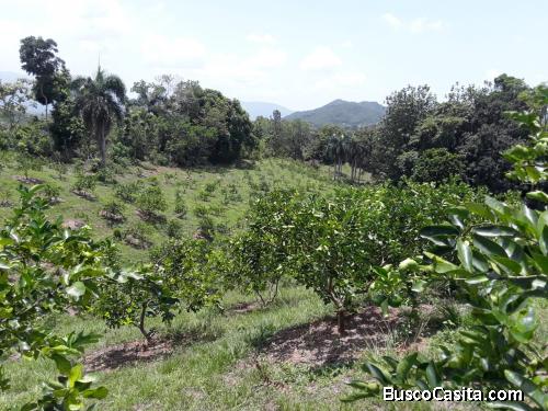 FINCA DE 340 TAREAS DE VENTAS EN BONAO
