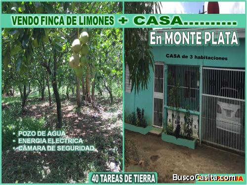 FINCA DE 40 TAREAS SEMBRADA DE  LIMONES + CASA  en  MONTE PLATA, CON PRECIO REBAJADO Y DE OPORTNIDAD