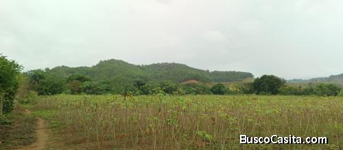 FINCA DE 142 TAREAS DE VENTA EN MAIMON
