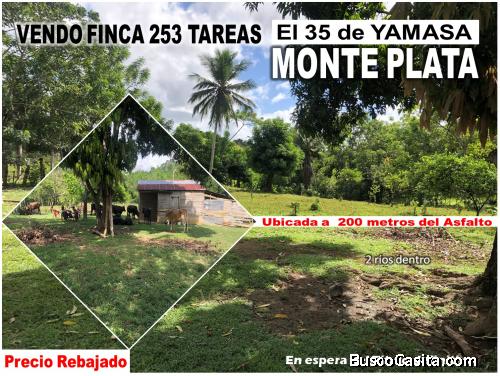 SE VENDE FINCA DE 253 TAREAS EN EL 35 DE YAMASA, PRECIO REBAJADO Y A 200 METROS DEL ASFALTO