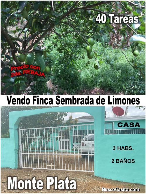 FINCA SEMBRADA DE  LIMONES + CASA  en  MONTE PLATA, 40 TAREAS, CON FACILIDADES Y PRECIO REBAJADO