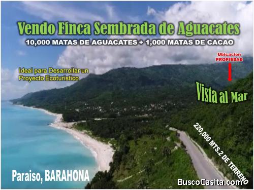 Finca en PRODUCCION de Aguacates en Paraiso, BARAHONA,  255,600 Mts.2, VISTA AL MAR