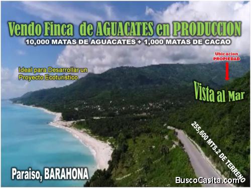Finca de AGUACATE en PRODUCCION en Paraiso, BARAHONA,  255,600 Mts.2, VISTA AL MAR