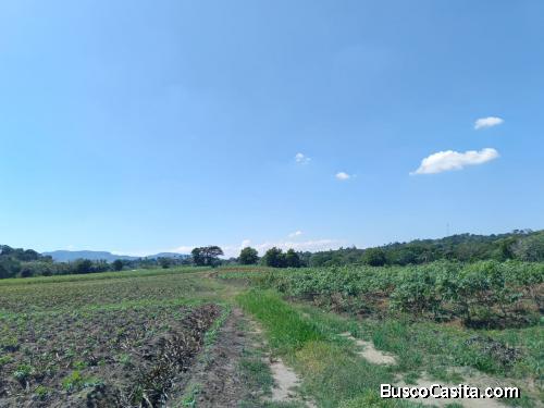 FINCA DE 640 TAREAS DE VENTA EN COTUI