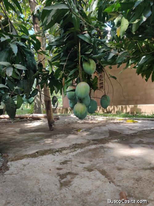 FINCA DE 90 TAREAS DE VENTA EN BONAO