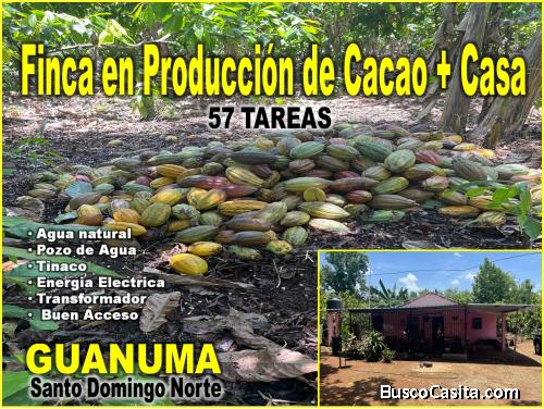 Finca 57 TAREAS en Producción de Cacao  + CASA, Guanuma, Santo Domingo Norte