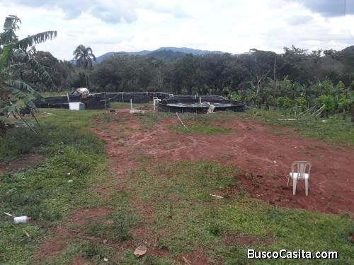 FINCA DE 440 TAREAS DE VENTA EN BONAO