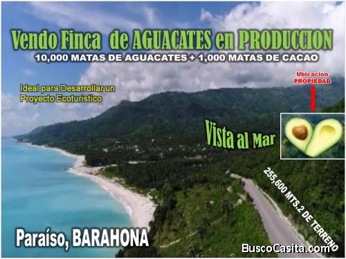 Vendo Finca de AGUACATE en PRODUCCION en Paraíso, BARAHONA,  255,600 Mts.2, VISTA AL MAR