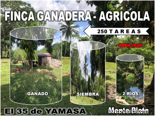 FINCA GANADERA – AGRICOLA DE 250 TAREAS EN EL 35 DE YAMASA, PRECIO REBAJADO Y A 200 METROS DEL ASFAL