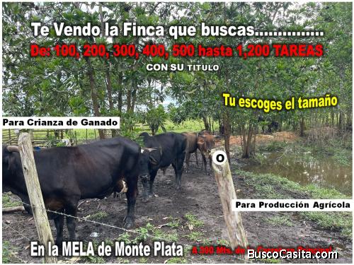 Vendo Finca en Monte Plata, del tamaño que desees:  100, 200, 300, 400, 500 TAREAS ….hasta 1,200. Tú