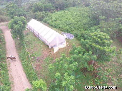 FINCA DE 11,000 TAREAS DE VENTA EN MONTE PLATA