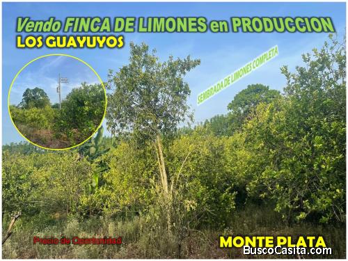 VENDO Finca de Limones en Producción,  57 TAREAS en Monte Plata, PRECIO DE OPORTUNIDAD