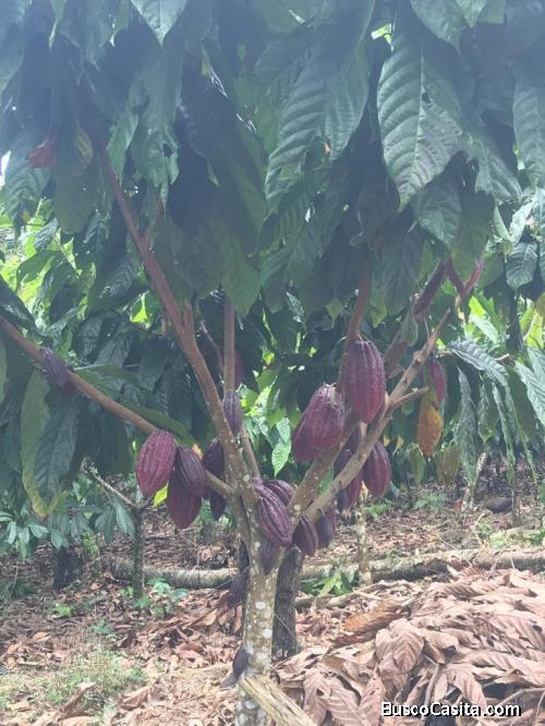 FINCA DE 11,000 TAREAS DE VENTA EN MONTE PLATA