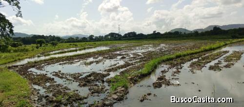 FINCA DE ARROZ DE VENTA EN BONAO