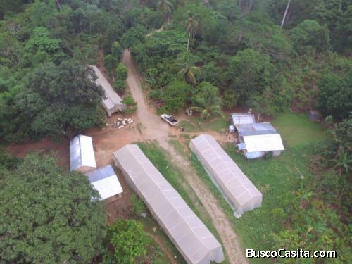FINCA DE 11,000 TAREAS DE VENTA EN MONTE PLATA