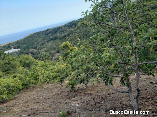 FINCA CON AGUACATE DE VENTA EN BARAHONA